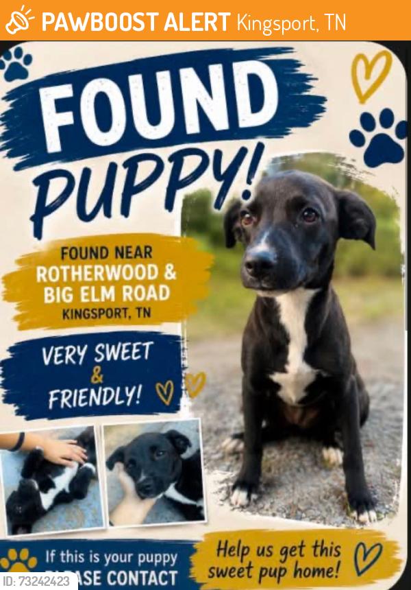 Found/Stray Female Dog last seen Rotherwood and Big Elm St., Kingsport, TN 37660