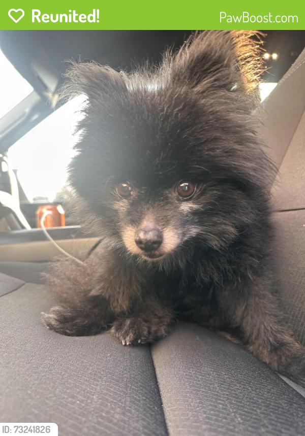 Reunited Female Dog last seen Van born rd, Dearborn Heights, MI 48101