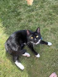 Lost Female Cat last seen Nisa, Cambridgeshire, England CB1 3FQ