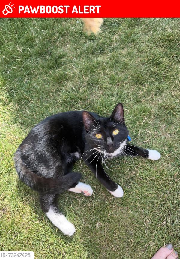 Lost Female Cat last seen Nisa, Cambridgeshire, England CB1 3FQ