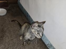 Found/Stray Female Cat last seen Kids world, Middleburg, FL 32068