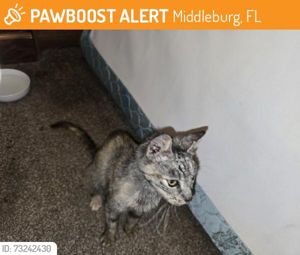 Found/Stray Female Cat last seen Kids world, Middleburg, FL 32068