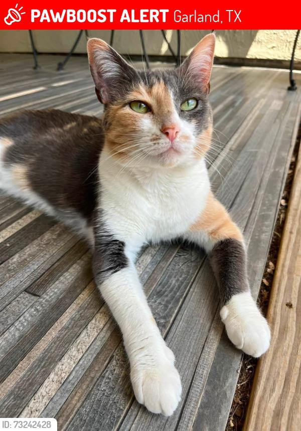 Lost Female Cat last seen Near & NWHY, Garland, TX 75041