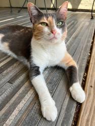 Lost Female Cat last seen Near & NWHY, Garland, TX 75041