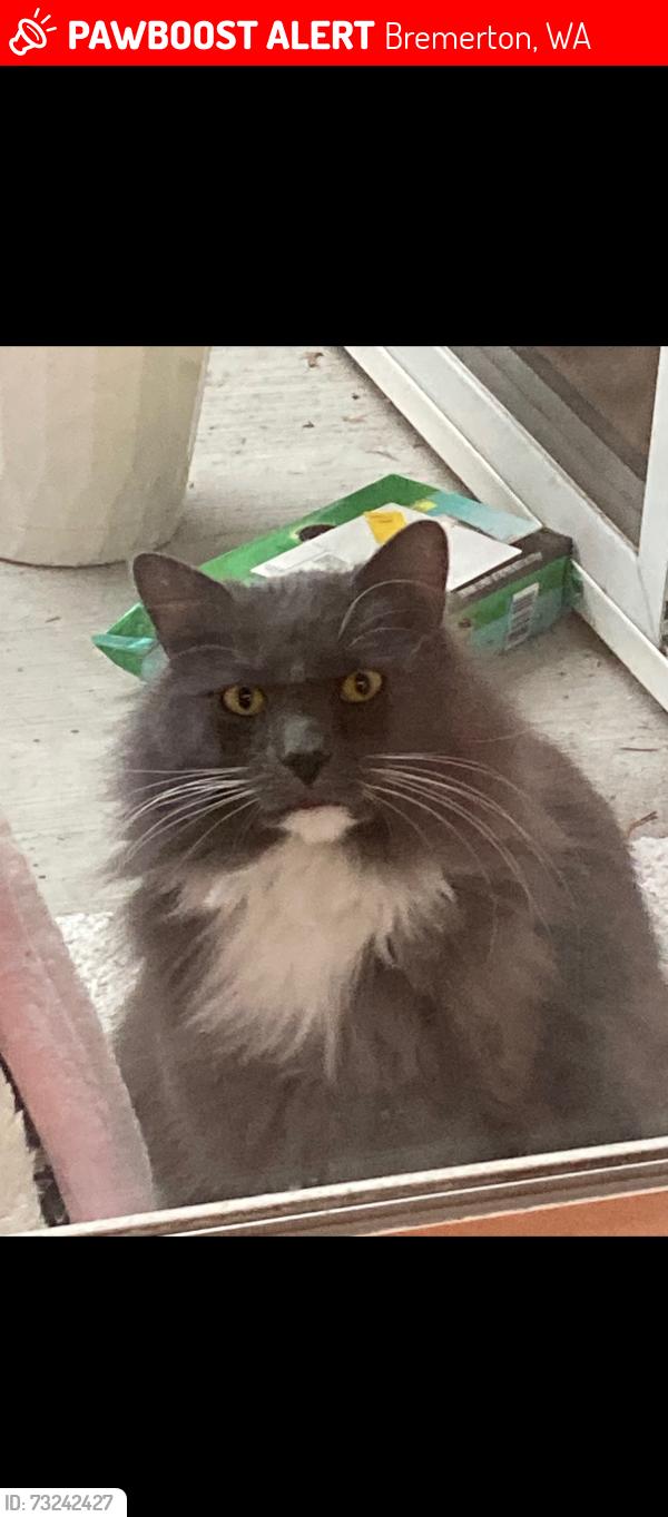 Lost Male Cat last seen 6th and 11th Streets, East of Callow Ave, by Naval Elementary, Bremerton, WA 98312
