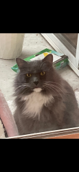 Lost Male Cat last seen 6th and 11th Streets, East of Callow Ave, by Naval Elementary, Bremerton, WA 98312