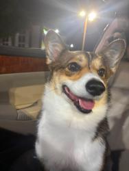 Lost Female Dog last seen Forth worth, Fort Worth, TX 76102
