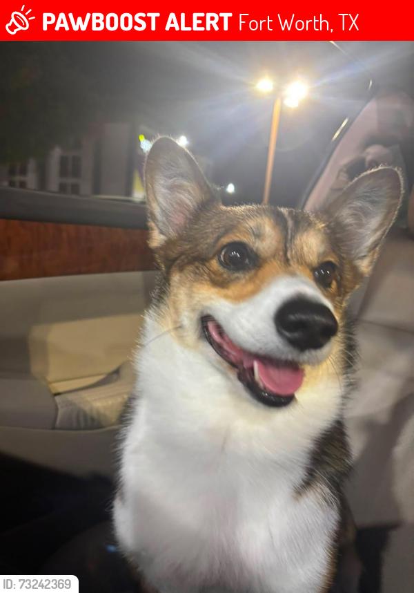 Lost Female Dog last seen Forth worth, Fort Worth, TX 76102
