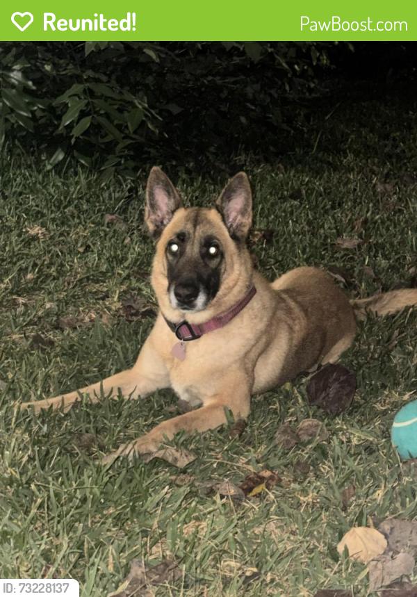 Reunited Female Dog last seen Addicks Clodine and Alief Clodine, 77082, Houston, TX 77082