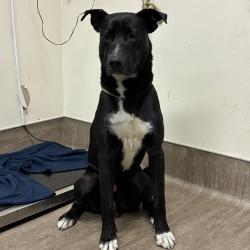 Shelter Stray Male Dog last seen , 361 S Raymond Ave, Pasadena, CA 91105, USA