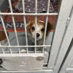 Shelter Stray Female Dog last seen , 12910 Yukon Ave, Hawthorne, CA 90250, USA