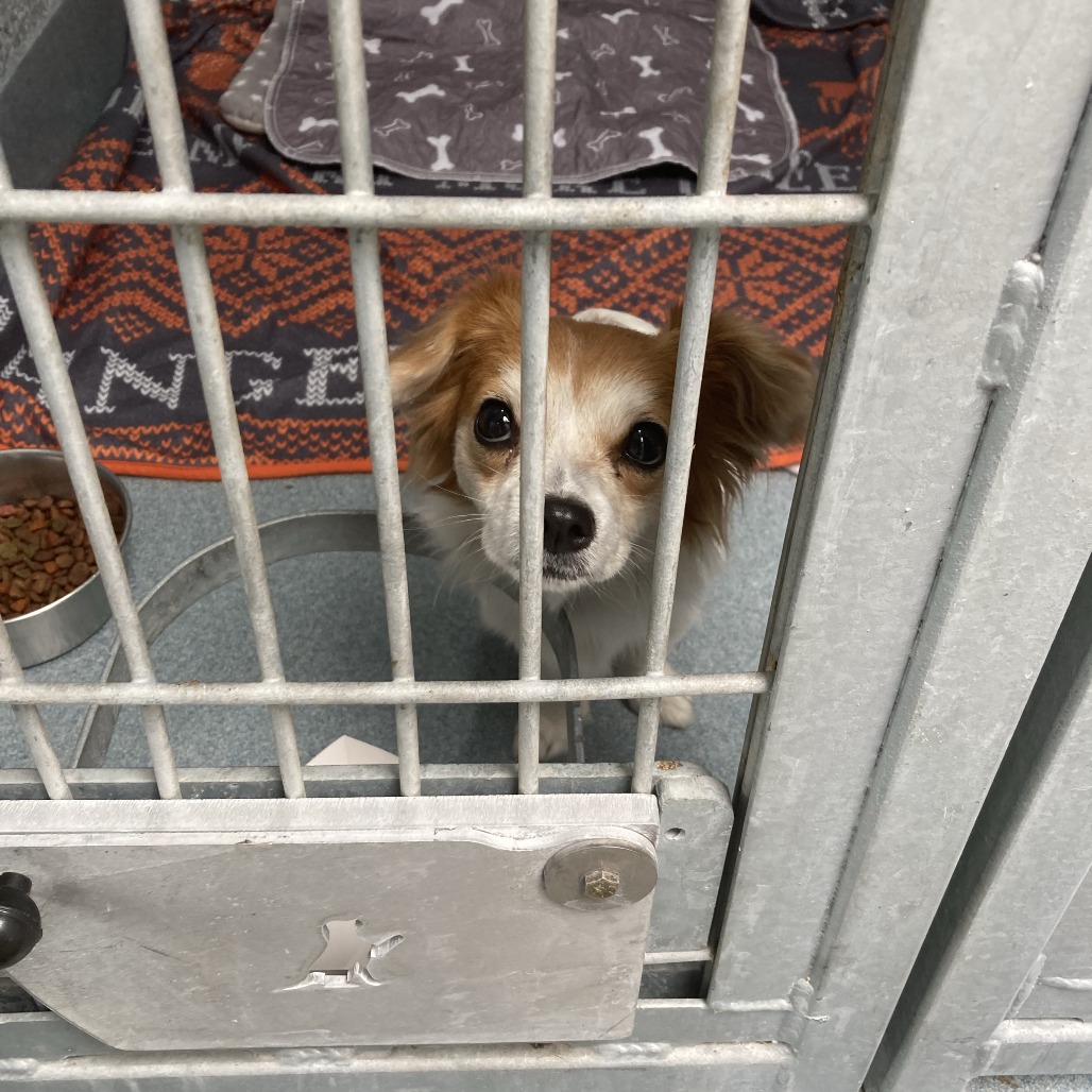 Shelter Stray Female Dog last seen , 12910 Yukon Ave, Hawthorne, CA 90250, USA