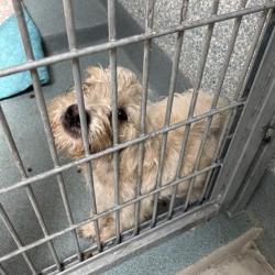 Shelter Stray Unknown Dog last seen , 12910 Yukon Ave, Hawthorne, CA 90250, USA