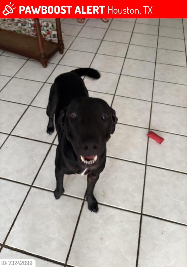 Lost Female Dog last seen Cranbrook, Houston, TX 77002