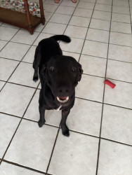 Lost Female Dog last seen Cranbrook, Houston, TX 77002