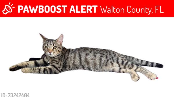 Lost Male Cat last seen Breakers St. Splash Dr. NW shore of Lake Powell, Walton County, FL 32461