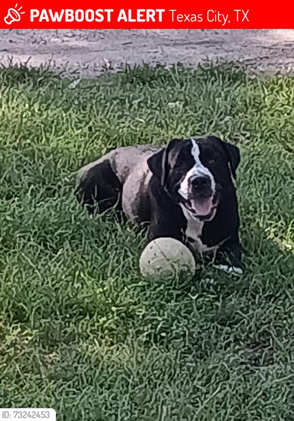 Lost Male Dog last seen Palmer highway, Texas City, TX 77590