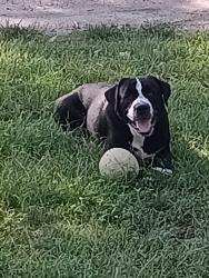 Lost Male Dog last seen Palmer highway, Texas City, TX 77590