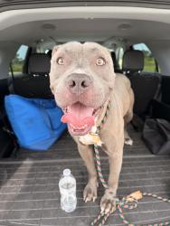 Found/Stray Male Dog last seen Independence athletic complex, Independence, MO 64056