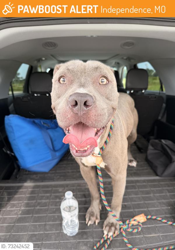 Found/Stray Male Dog last seen Independence athletic complex, Independence, MO 64056