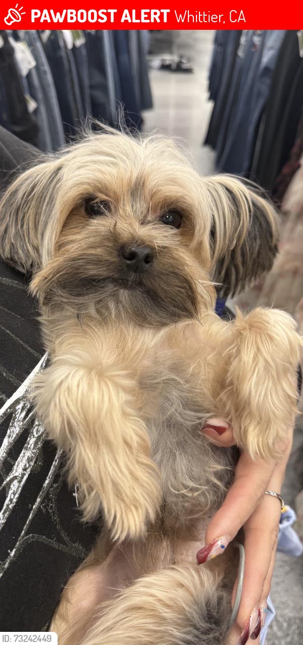 Lost Male Dog last seen greenleaf ave /mulberry dr, Whittier, CA 90605