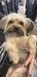 Lost Male Dog last seen greenleaf ave /mulberry dr, Whittier, CA 90605