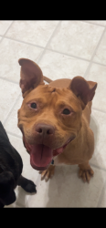 Reunited Male Dog last seen Underwood rd and torchwood rd, Carthage, NC 28327