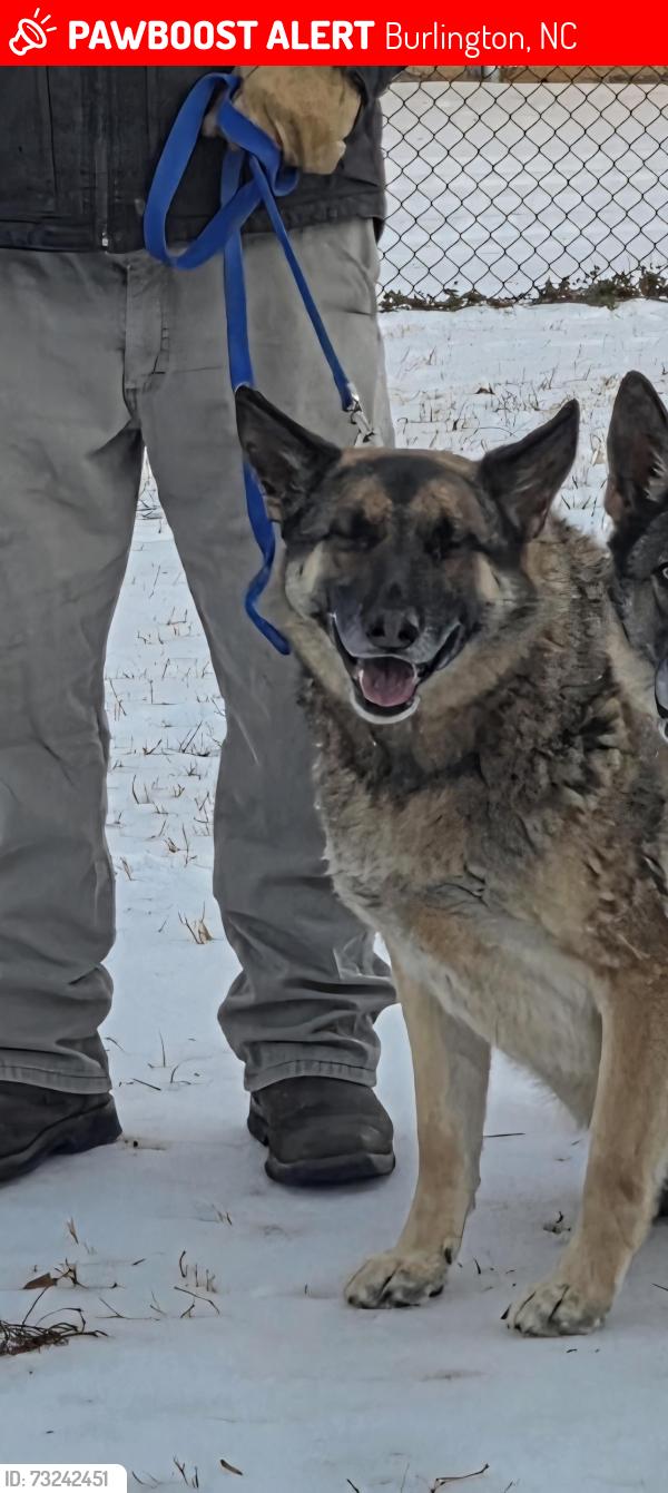 Lost Male Dog last seen Shoe road, huffman mill rd, beaver creek rd, Burlington, NC 27215
