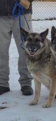 Lost Male Dog last seen Shoe road, huffman mill rd, beaver creek rd, Burlington, NC 27215