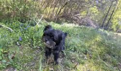 Lost Female Dog last seen Storage, Winder, GA 30680
