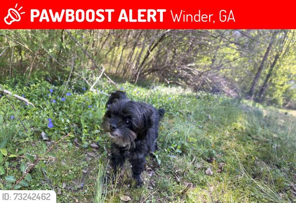 Lost Female Dog last seen Storage, Winder, GA 30680