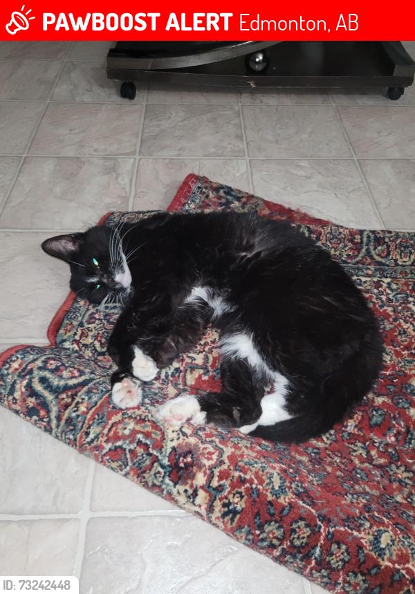 Lost Female Cat last seen Millbourne rd west, Edmonton, AB 