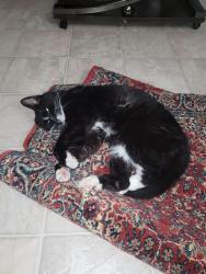 Lost Female Cat last seen Millbourne rd west, Edmonton, AB 