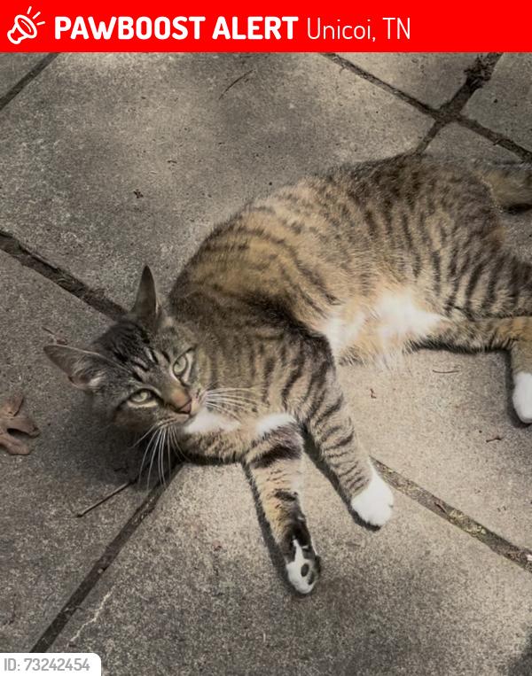 Lost Male Cat last seen Whispering Pines, Unicoi, TN 37601