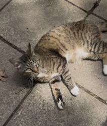 Lost Male Cat last seen Whispering Pines, Unicoi, TN 37601