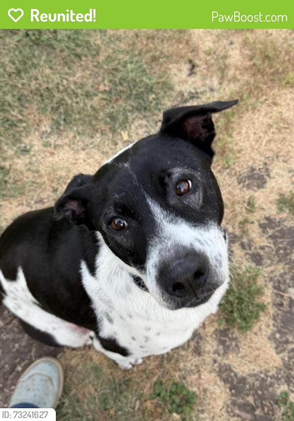 Reunited Male Dog last seen Huebner/Babcock, San Antonio, TX 78240
