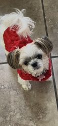 Reunited Female Dog last seen Harvest park way, Elk Grove, CA 95757