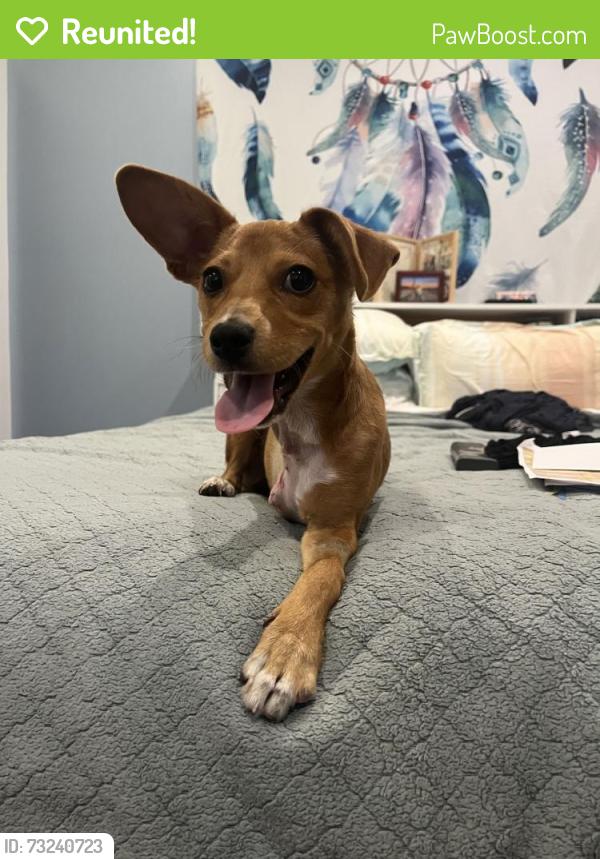 Reunited Female Dog last seen Cherokee, Oakland, CA 94605