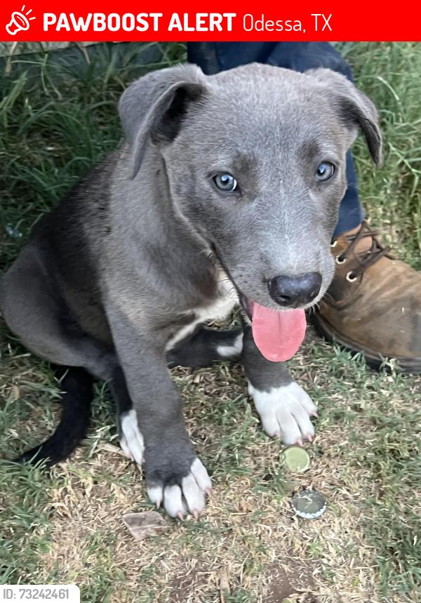 Lost Female Dog last seen Near Halifax Ave, Odessa, TX 79761
