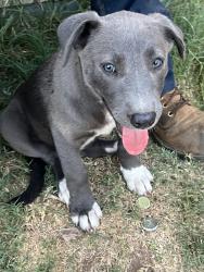 Lost Female Dog last seen Near Halifax Ave, Odessa, TX 79761