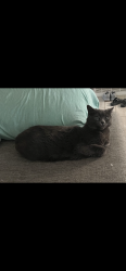 Lost Female Cat last seen Lynwood and gardens, Burleson, TX 76028