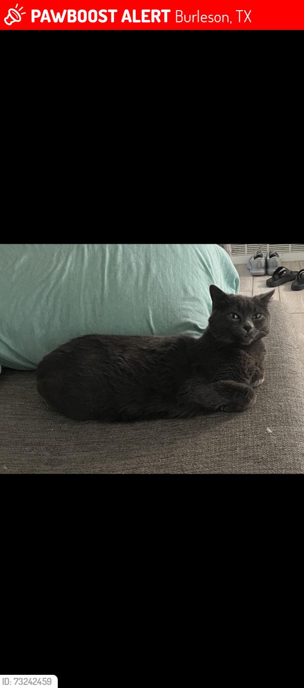 Lost Female Cat last seen Lynwood and gardens, Burleson, TX 76028
