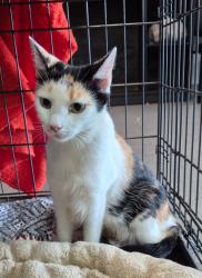 Shelter Stray Female Cat last seen , 5302 Stone St, Chattanooga, TN 37412, USA