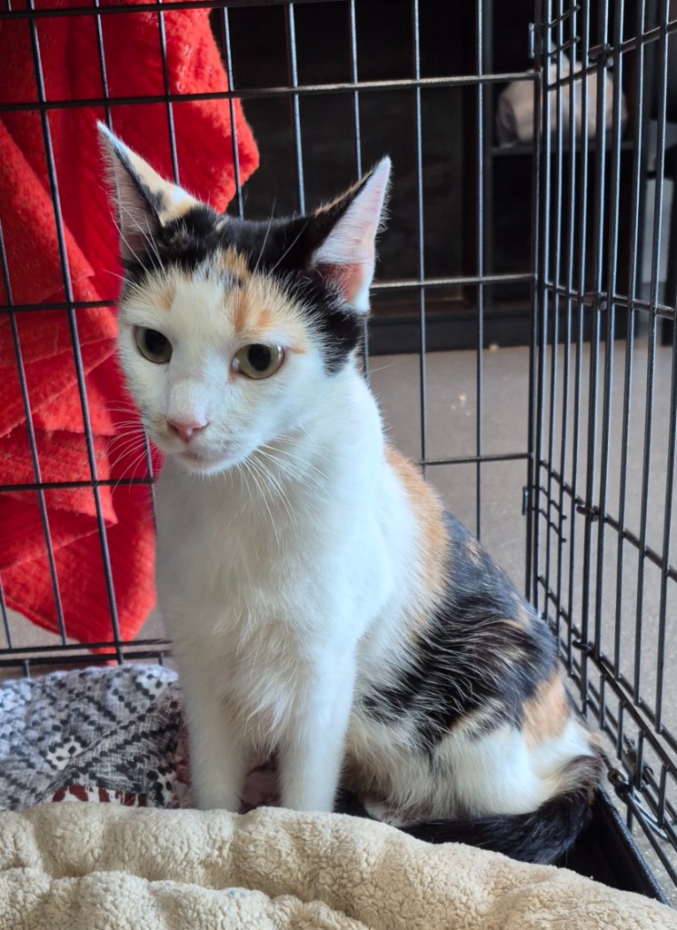 Shelter Stray Female Cat last seen , 5302 Stone St, Chattanooga, TN 37412, USA
