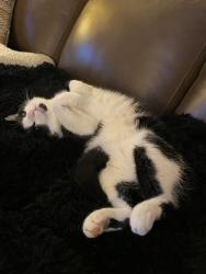 Lost Male Cat last seen Morrell &Prince Circle, Philadelphia, PA 19114