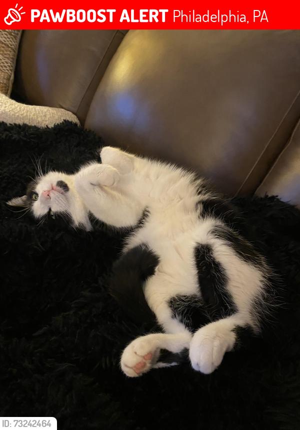 Lost Male Cat last seen Morrell &Prince Circle, Philadelphia, PA 19114