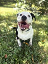 Reunited Male Dog last seen Three Notch Rd, Ringgold, GA 30736, USA, Ringgold, GA 30736