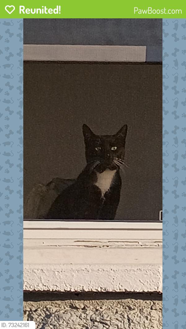 Reunited Male Cat last seen Emerald st, Pacific St, Helen Hill, Philadelphia, PA 19134