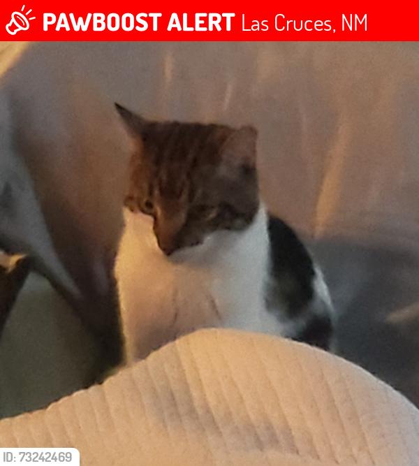 Lost Male Cat last seen Riconada and Settlers Pass, Las Cruces, NM 88012
