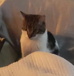 Lost Male Cat last seen Riconada and Settlers Pass, Las Cruces, NM 88012